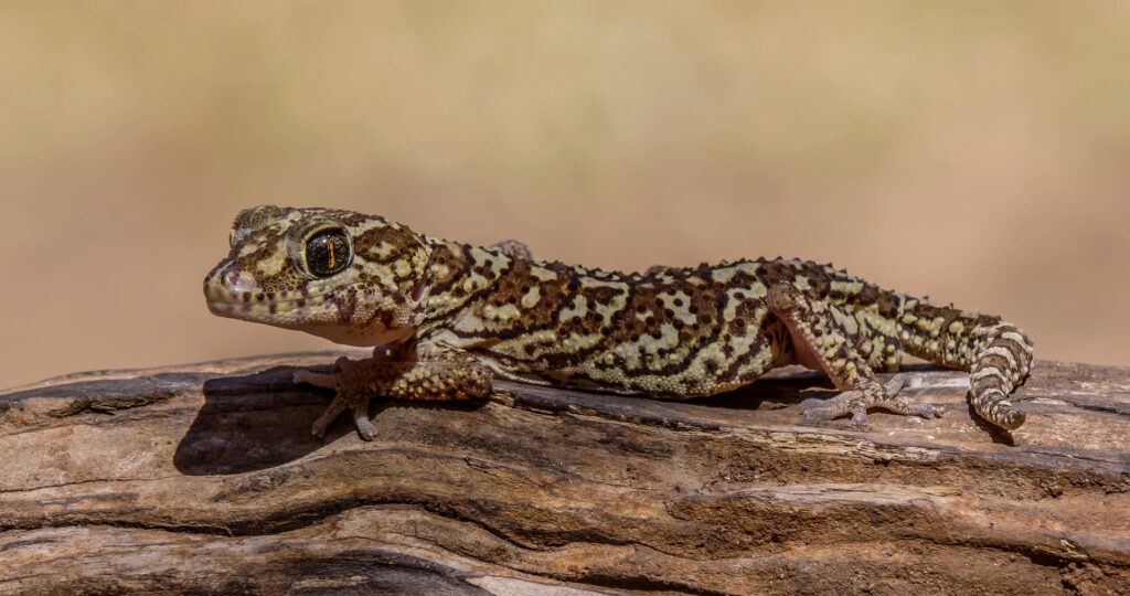Geckos – Das Tiersymbol Mallorcas und ideale Untermieter