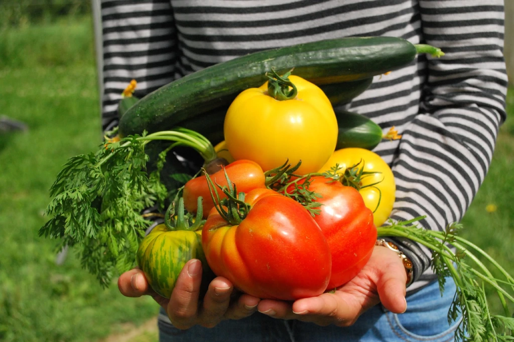 Person in gestreiftem Shirt hält bunte Tomaten, Gurken und Karotten frisch geerntet draußen in den Händen.