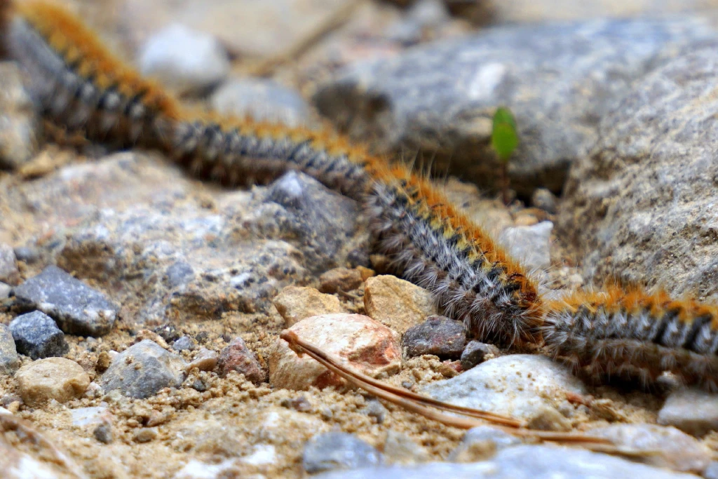 Mehrere unscharfe Prozessionsraupen krabbeln in einer Reihe über Sandboden und Felsen im Freien auf Mallorca.