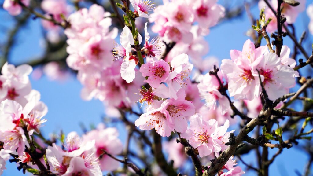 Almond Blossom In Mallorca