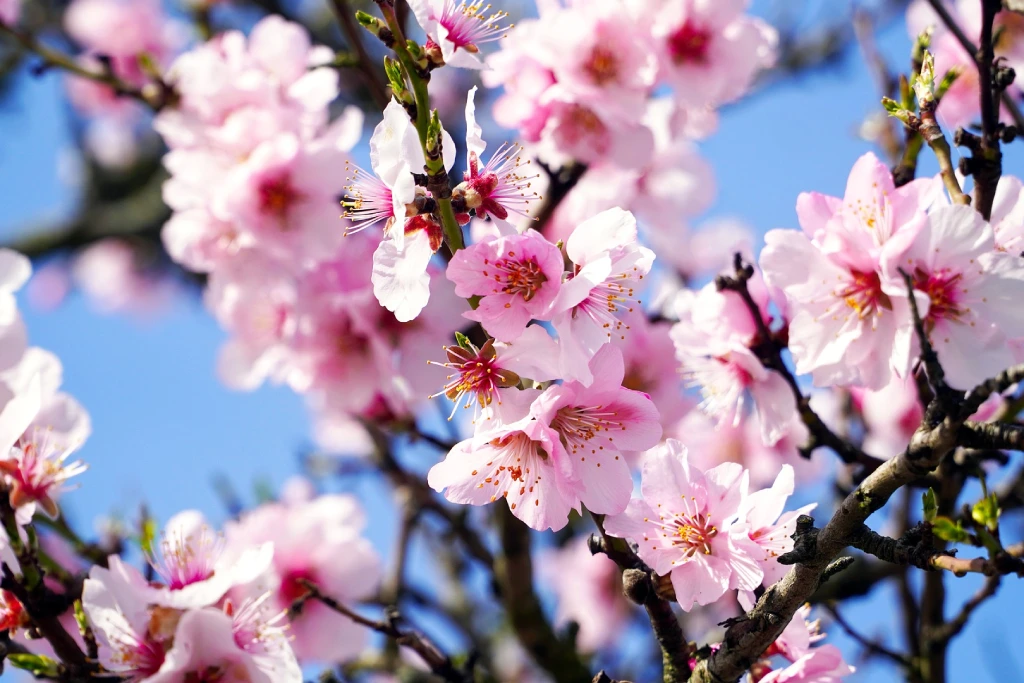 Nahaufnahme von rosafarbenen Mandelblüten an den Zweigen eines mallorquinischen Baumes vor blauem Himmel, mit zarten Blütenblättern und gelben Staubgefäßen.