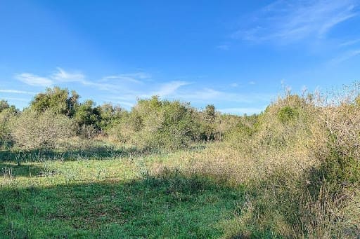 Eine grasbewachsene Wiese mit wilden Sträuchern unter einem klaren Himmel mit Wolkenfetzen, typisch für die heitere Landschaft von Mallorca Immobilien.