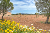 Casa de campo con potencial versátil: descubra su propio trozo de Mallorca - ...Olivos y árboles frutales