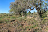 Building plot for your detached house - only approx. 2.5 km to Capdepera - Partially fenced