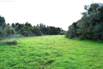 Finca-Grundstück für Ihr Einfamilienhaus mit Pool und Strom- und Wasseranschluss ist möglich, 07580 Capdepera (Spanien), Wohngrundstück