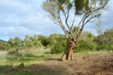 Finca plot for your detached house with pool and electricity and water connection is possible - Tree population