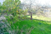 Bebaubares Grundstück am Dorfrand - exzellente Lage - Zitronenbaum