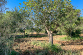Large, partly already laid out and optimally located plot for your dream of owning your own home - Typical Mallorcan dry stone wall for demarcation