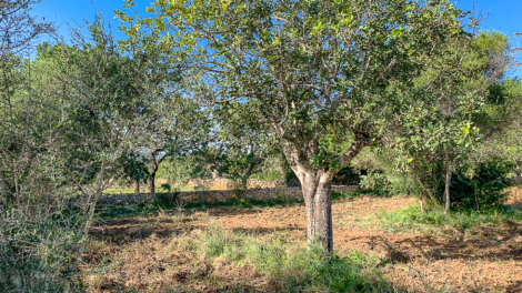 Parcela grande, en parte ya trazada y con una ubicación óptima para su sueño de una casa propia, 07590 Capdepera (España), Solar residencial