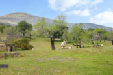 Impressive finca, with authentic large main house and outbuildings - Happy sheep grazing on...