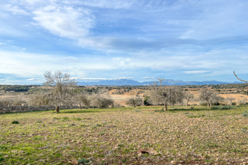Over 900.000 m² of finca land: New buildings, agriculture, renovation of a country estate., 07520 Petra (Spain), Residential plot