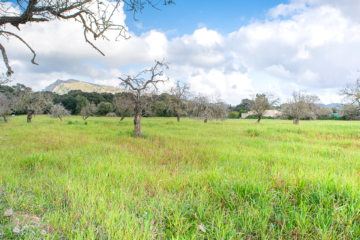 Large rustic plot for your detached house with ideal connection and agricultural land, 07570 Artà (Spain), Residential plot